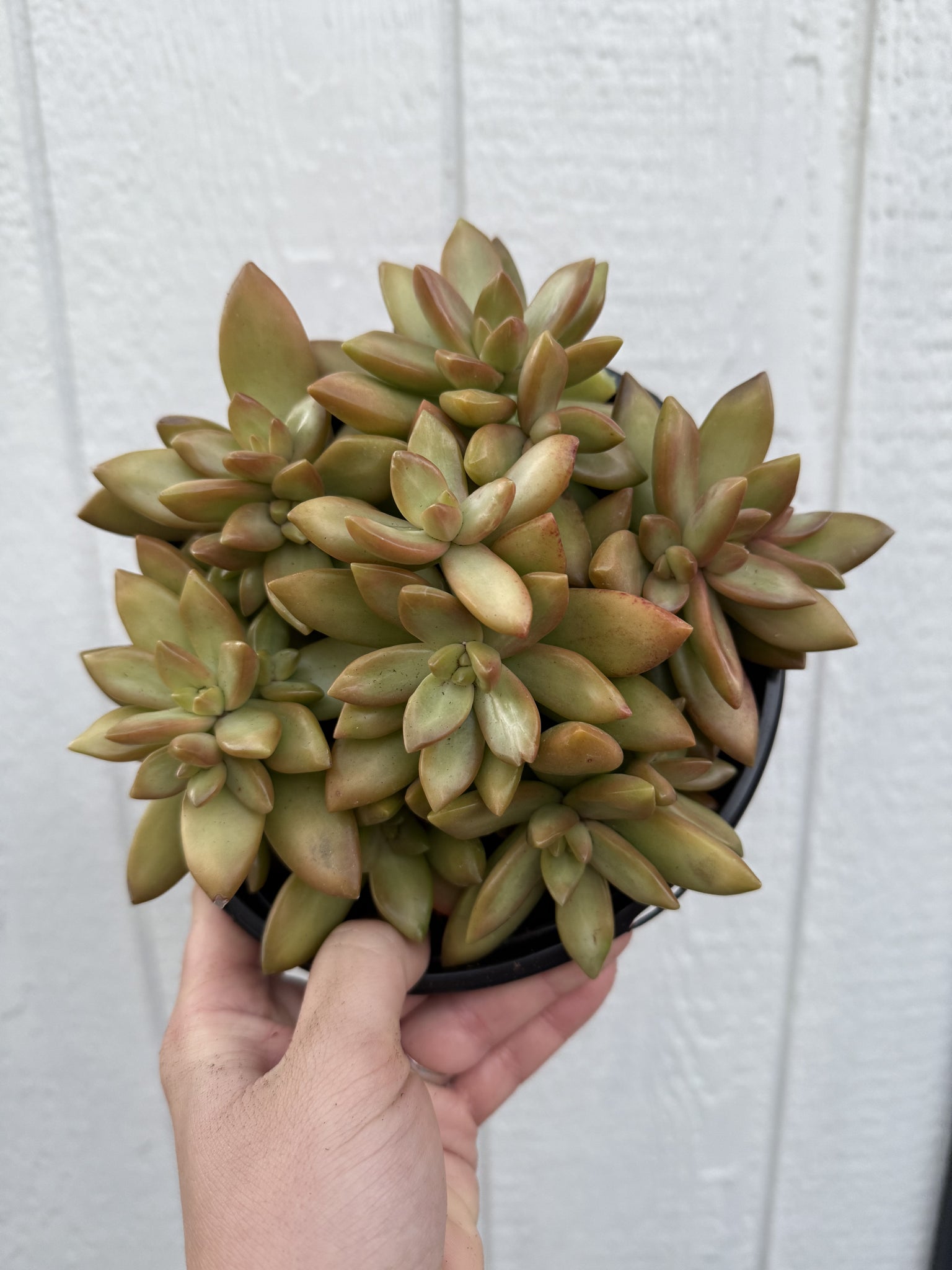 golden goddess succulent Sedum Adolphi 'Golden' – In Succulent Love