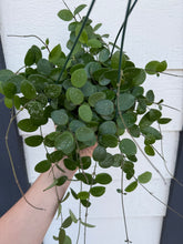 Hoya Mathilde