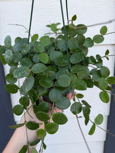 Hoya Mathilde