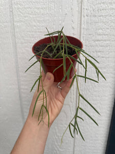 Hoya Linearis