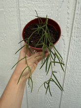 Hoya Linearis