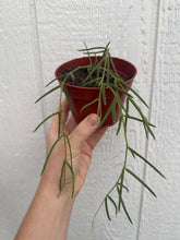 Hoya Linearis