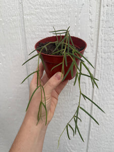 Hoya Linearis