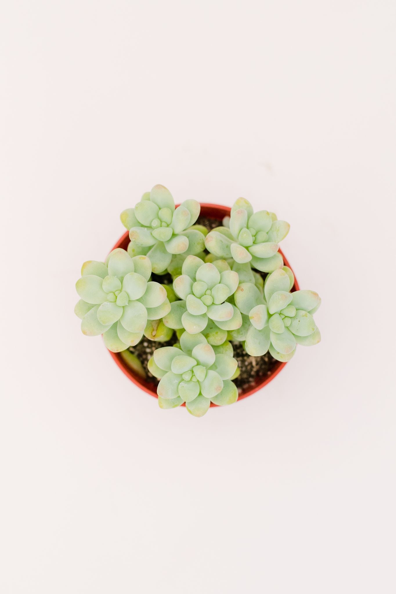 clavatum succulent Sedum Clavatum Hybrid – In Succulent Love