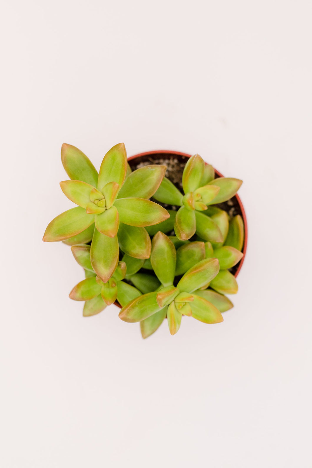 sedum adolphii succulent Sedum Adolphii Golden