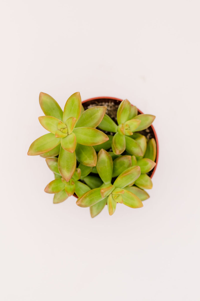 golden succulent Sedum Adolphii Golden – In Succulent Love