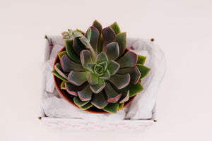 Single Succulent GiftBox (6in)