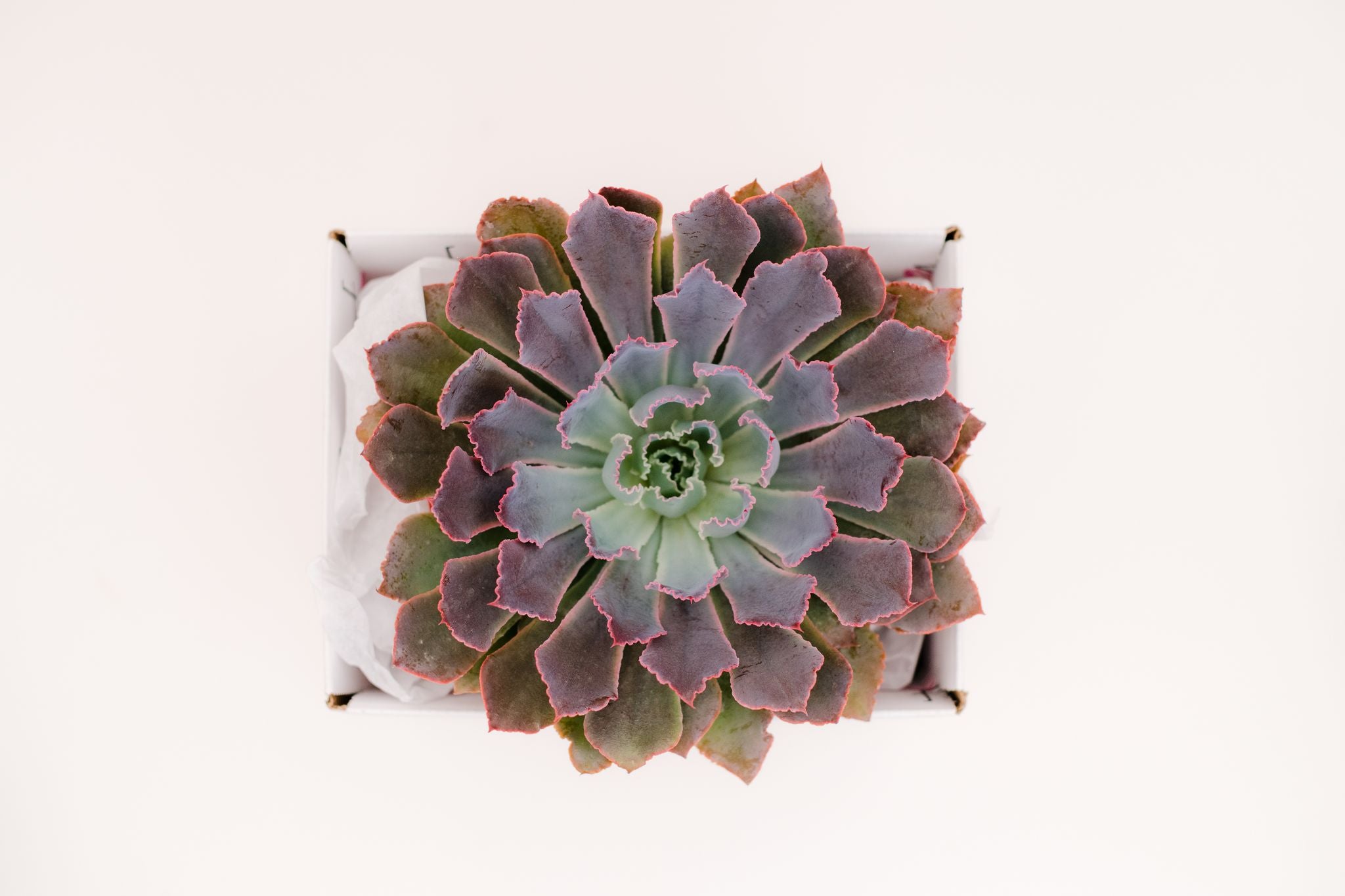 single succulent Single Succulent GiftBox (6in) – In Succulent Love
