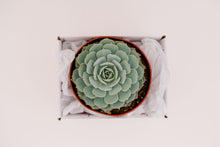 Single Succulent GiftBox (6in)