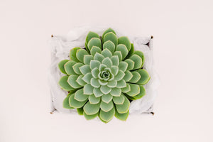 Single Succulent GiftBox (6in)