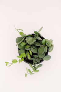 string of coins succulent Xerosicyos Danguyi (String of Coins / Silver Dollar) – In Succulent Love