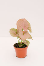 Syngonium Strawberry Cream