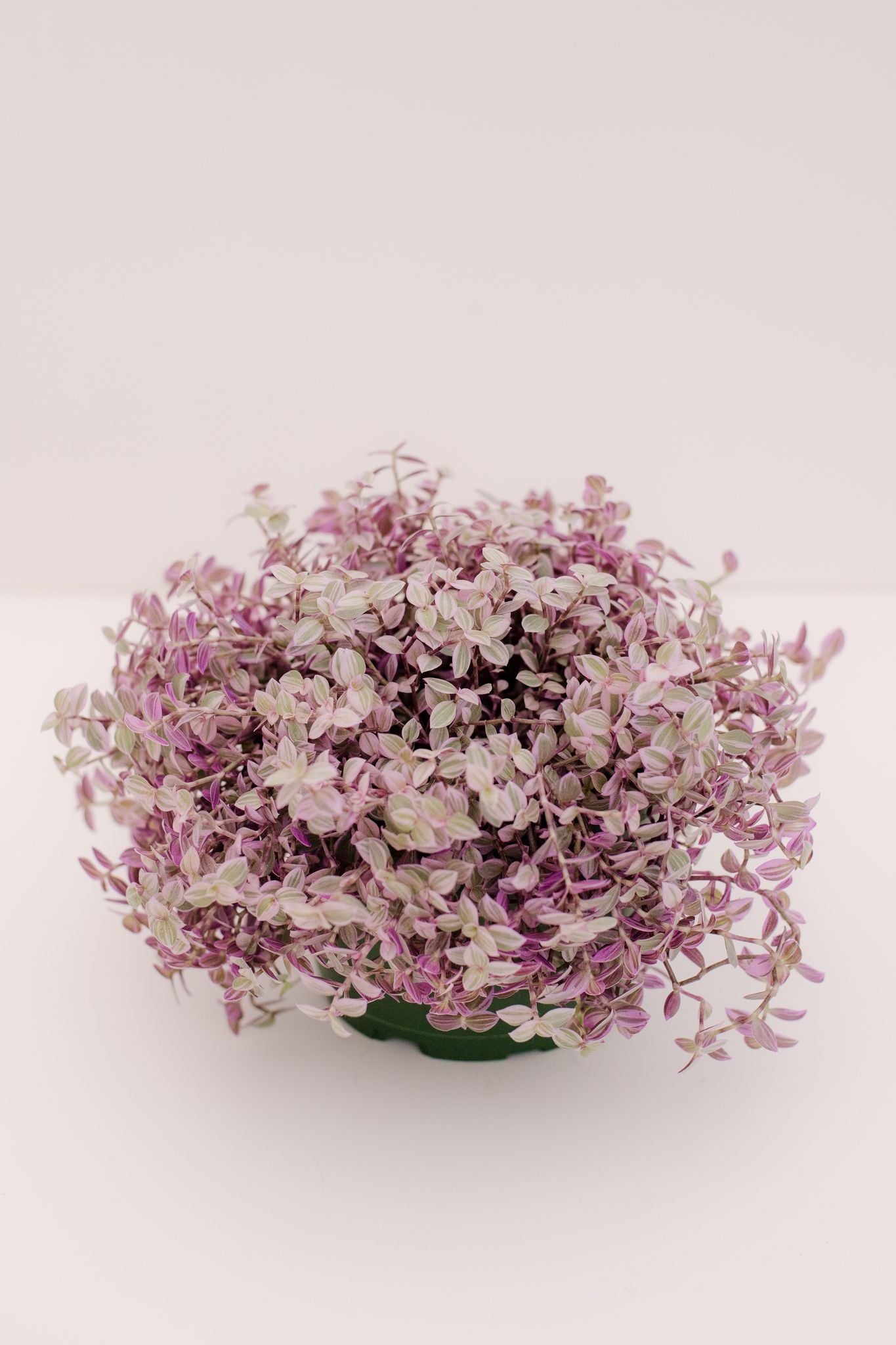 pink panther succulent Tradescantia Pink Panther – In Succulent Love