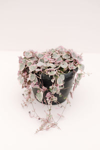 Ceropegia Woodii Variegated String of Hearts