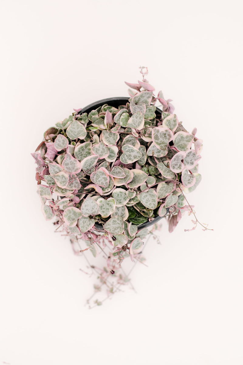 pink variegated succulent Ceropegia Woodii Variegated String of Hearts – In Succulent Love