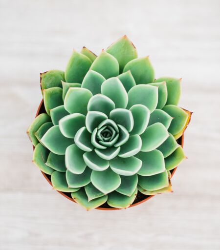 Echeveria Blue Atoll – In Succulent Love