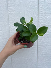 Hoya Cumingiana