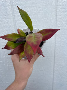 Hoya Pubicalyx Orange Hybrid