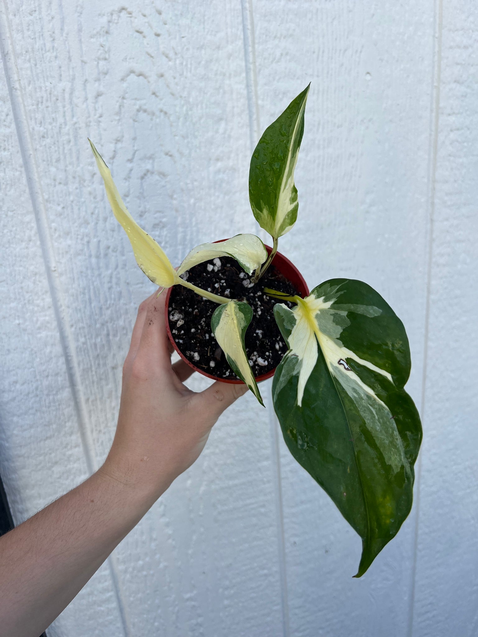 pothos mutation Pothos Manjula Mutant (Epipremnum) – In Succulent Love