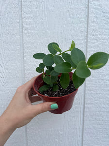 Hoya Cumingiana