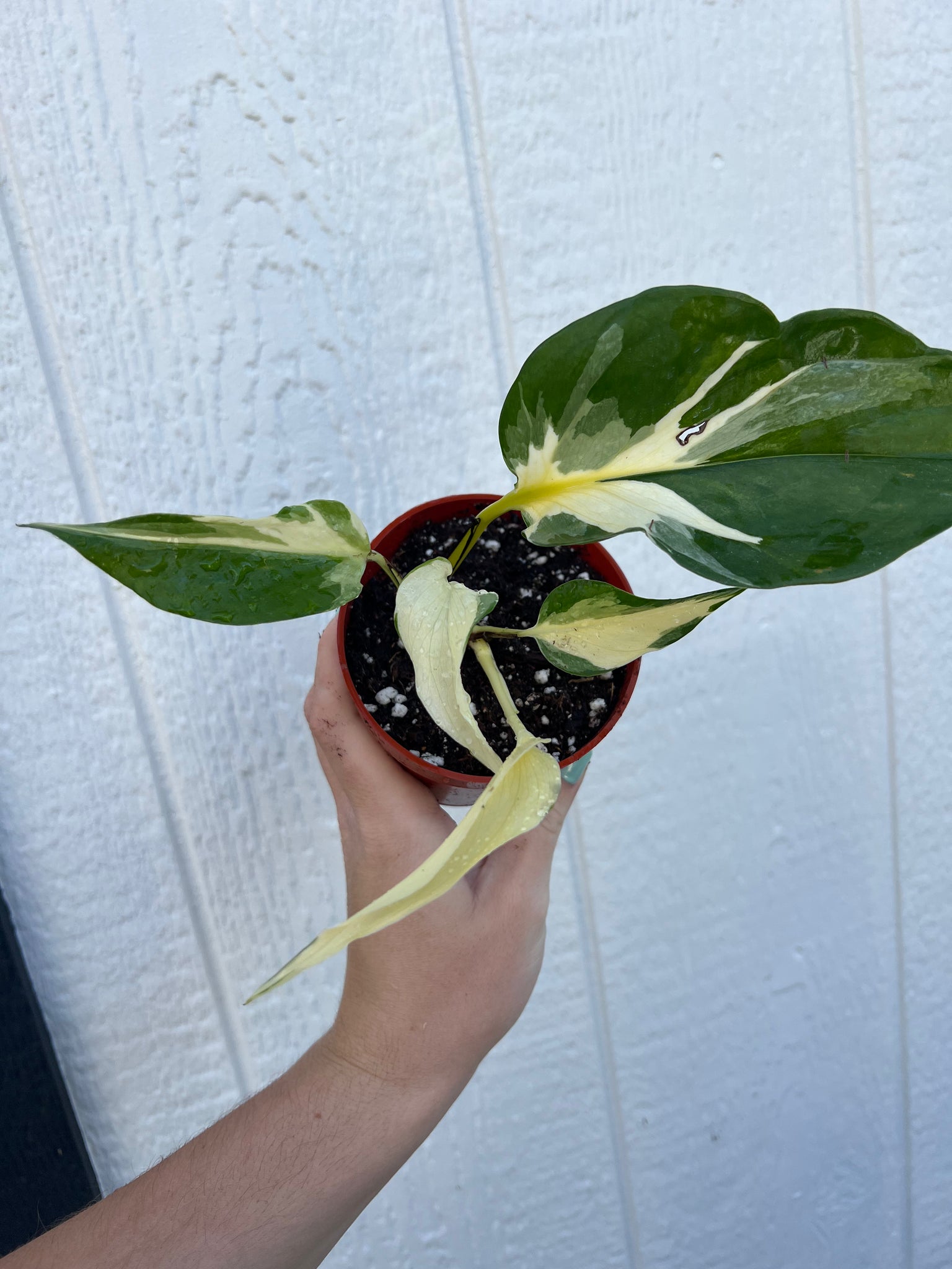 mutant manjula pothos Pothos Manjula Mutant (Epipremnum) – In Succulent Love