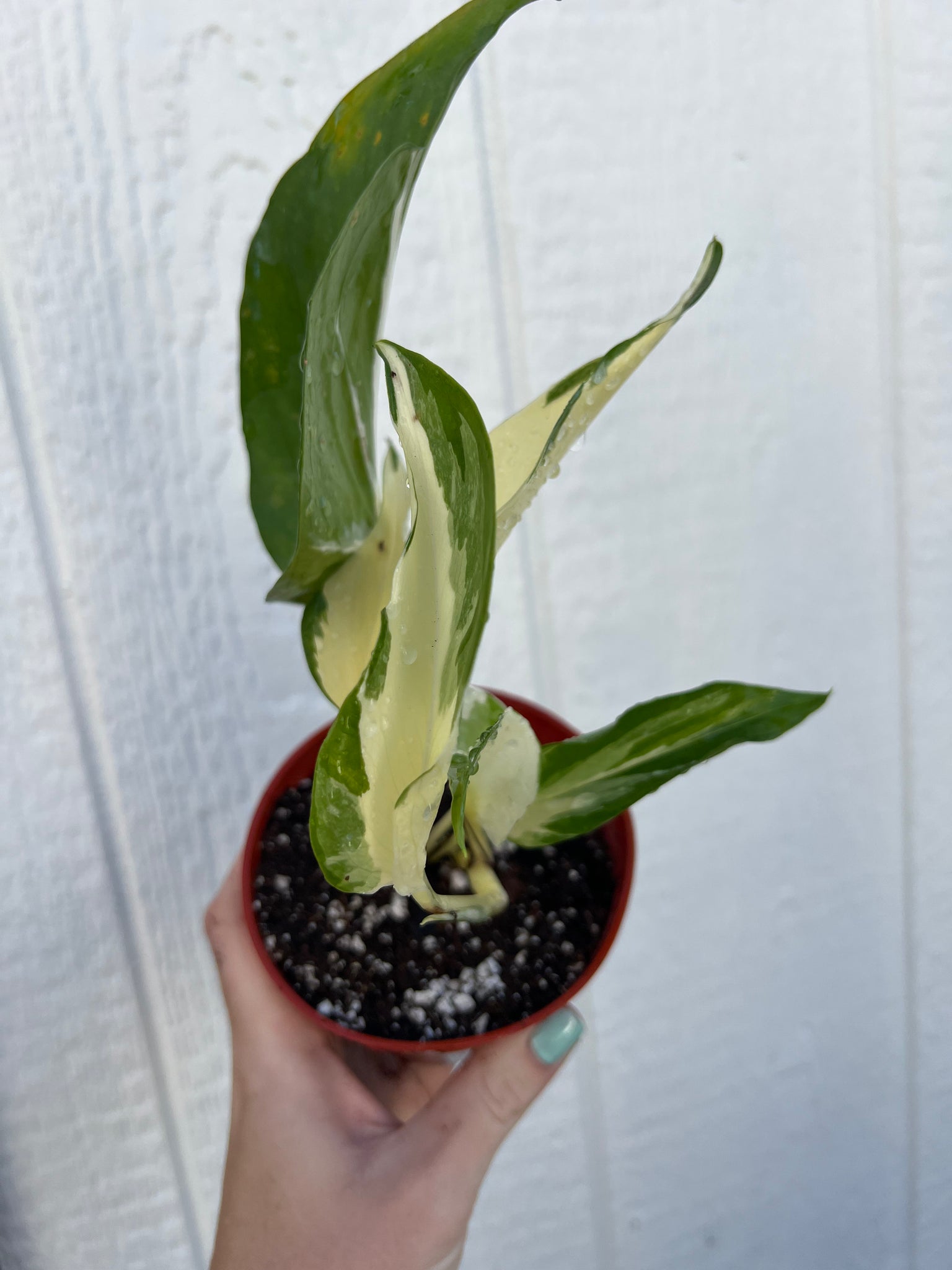 mutated manjula pothos Pothos Manjula Mutant (Epipremnum) – In Succulent Love
