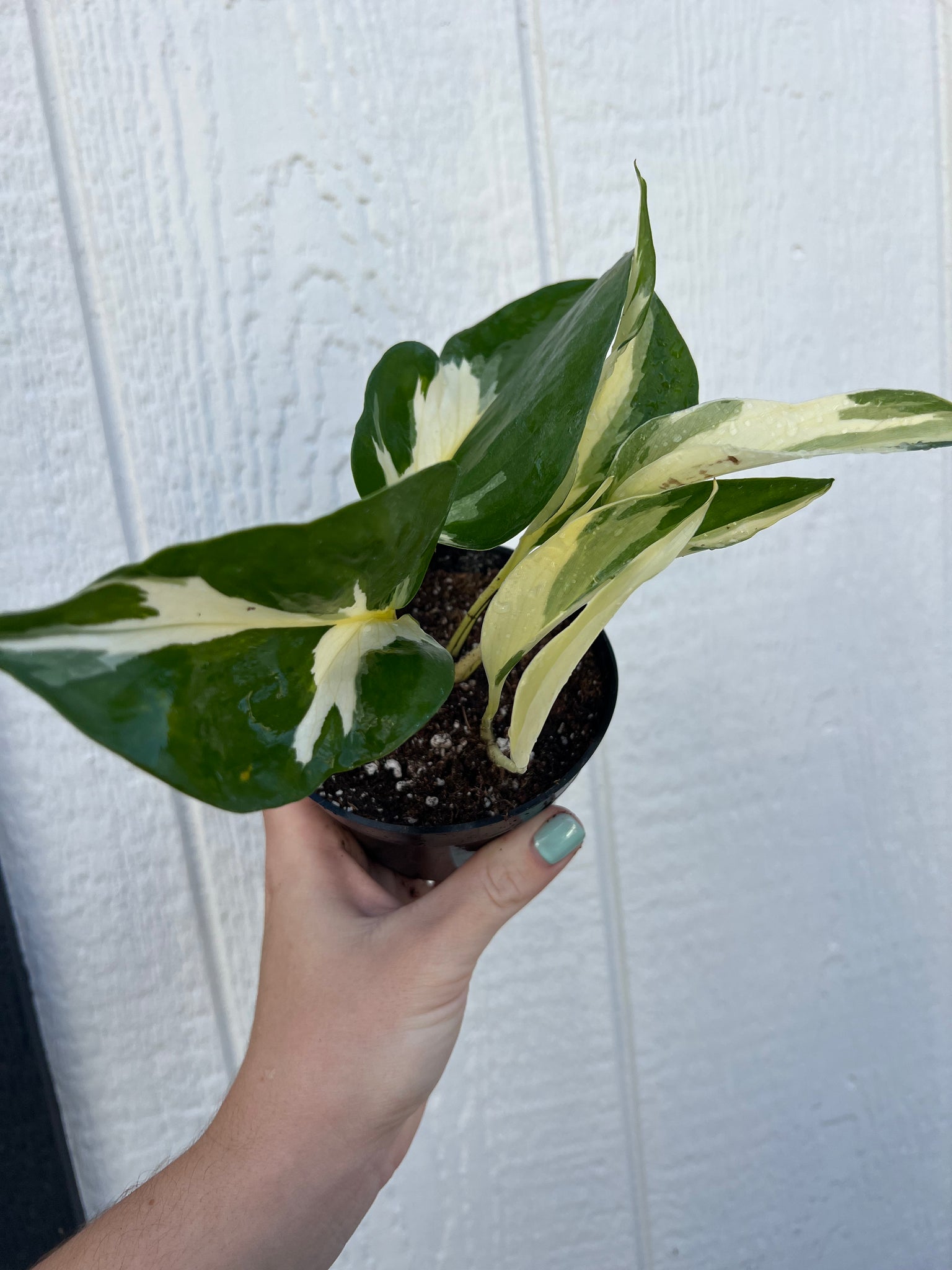 philodendron manjula Pothos Manjula Mutant (Epipremnum) – In Succulent Love