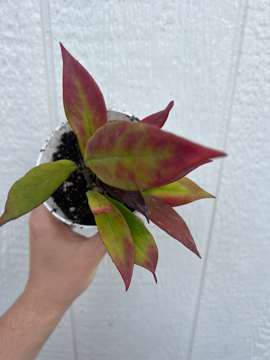 Hoya Pubicalyx Orange Hybrid