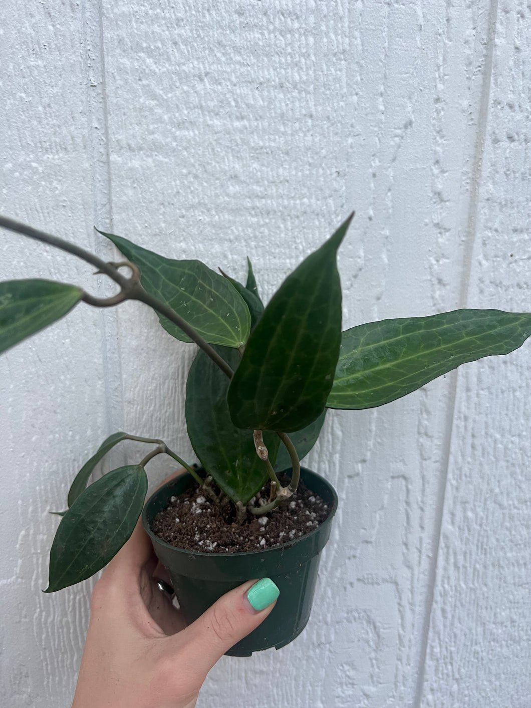 Hoya Macrophylla Green