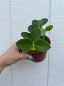 Hoya Cumingiana