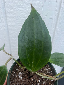 Hoya Macrophylla Green