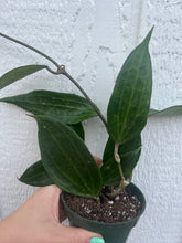 Hoya Macrophylla Green