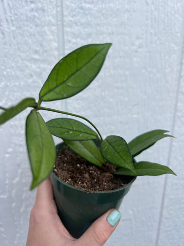 Hoya Crassipetiolata