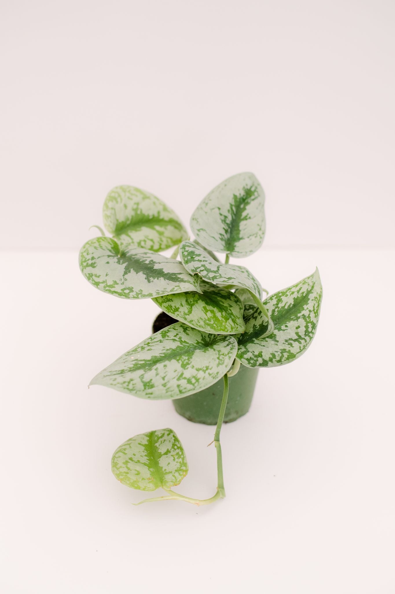 exotica pothos Scindapsus Pictus Exotica Pothos – In Succulent Love