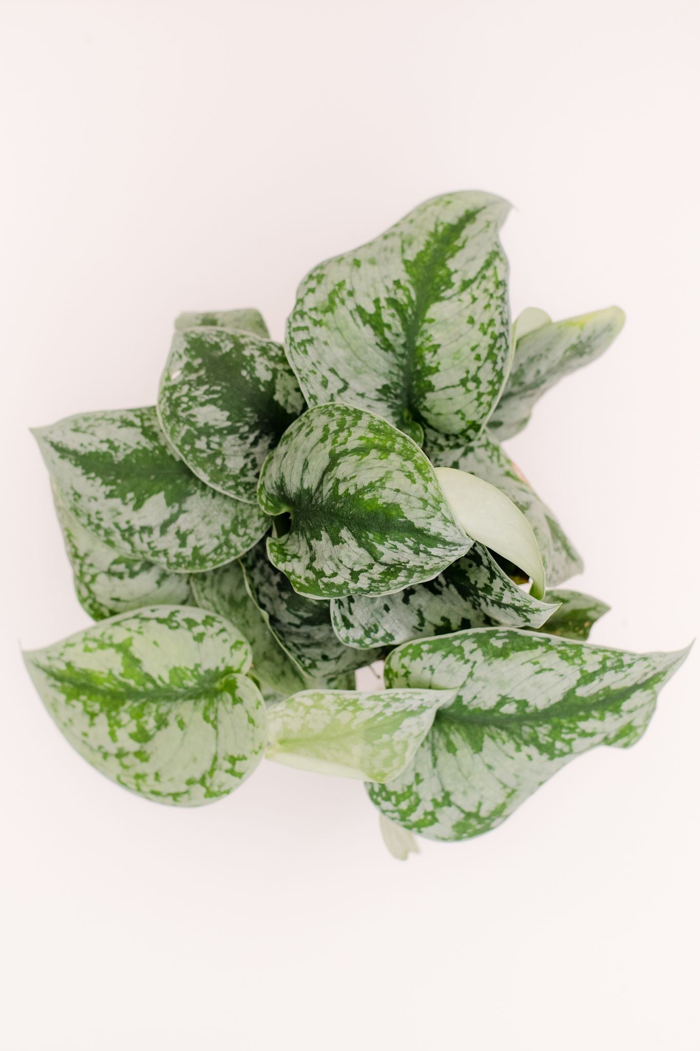 scindapsus pictus exotica vs satin pothos Scindapsus Pictus Exotica Pothos – In Succulent Love
