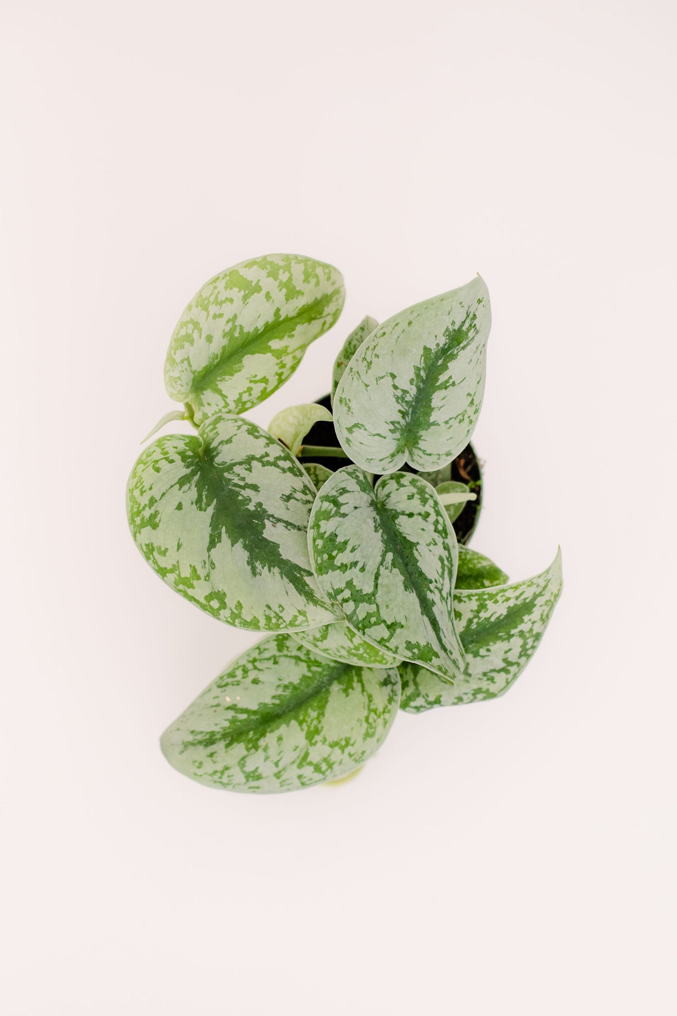 pothos exotica leaves Scindapsus Pictus Exotica Pothos – In Succulent Love
