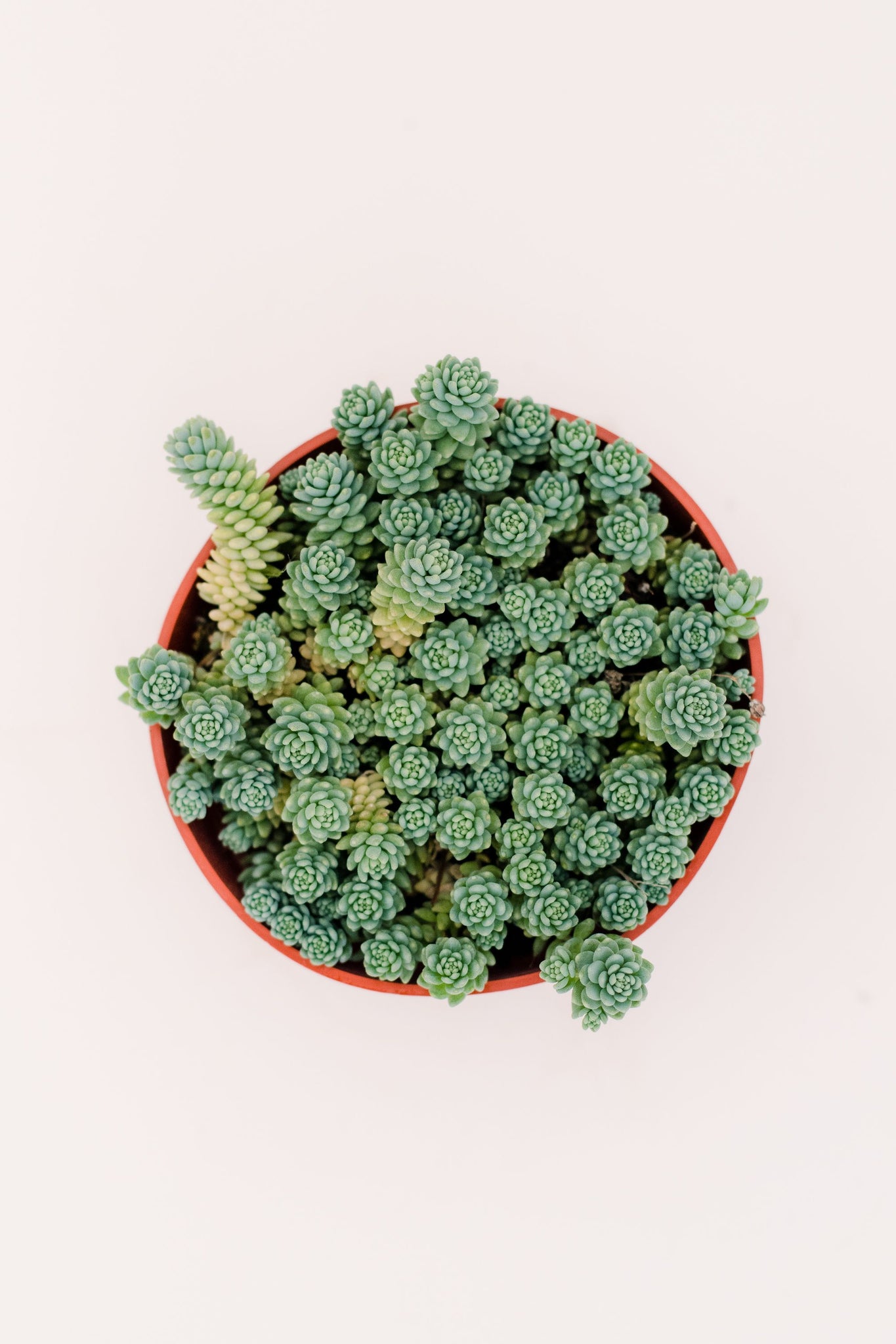 white sedum succulent Sedum Dasyphyllum 'Major' – In Succulent Love