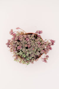 Sedum Dasyphyllum 'Minor'