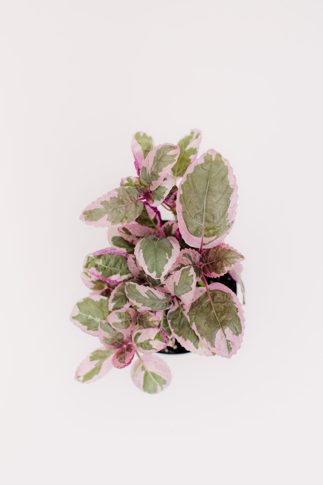 indoor snow white waffle plant Pink Snow White Waffle Plant – In Succulent Love