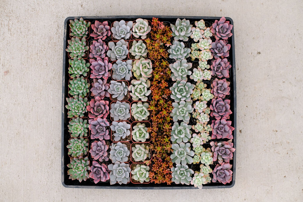 Mixed Succulent Flat: 64 (2in) Succulents