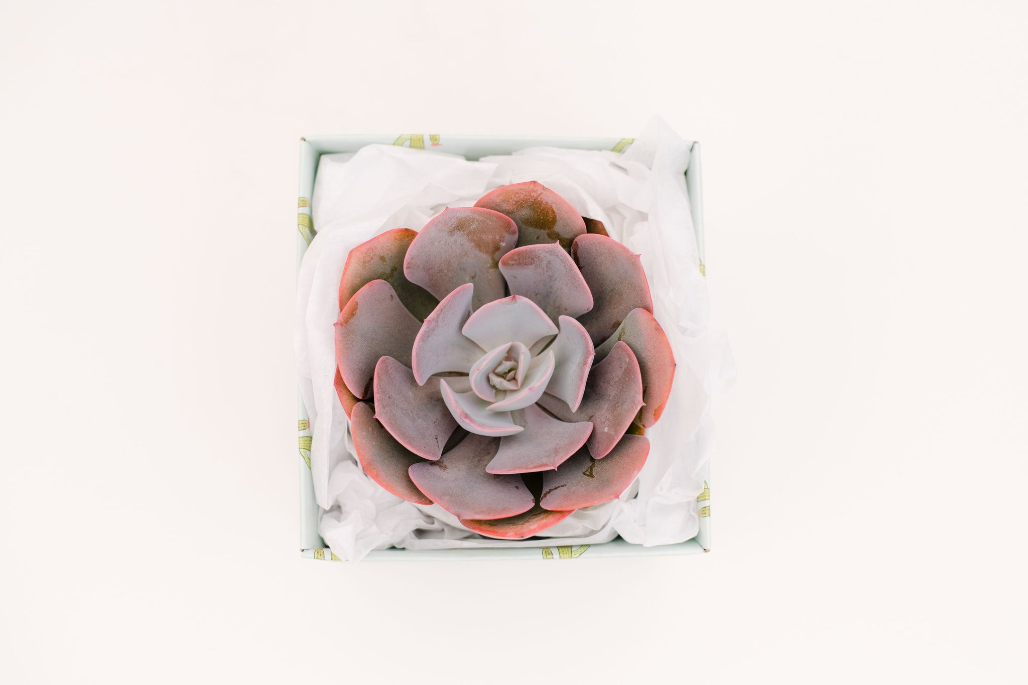 dusty rose succulent Echeveria Dusty Rose – In Succulent Love