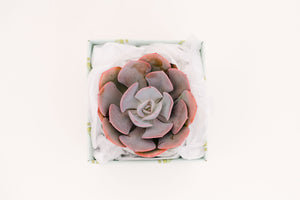 Echeveria Dusty Rose