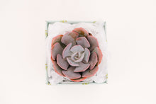 Single Succulent GiftBox (4in)