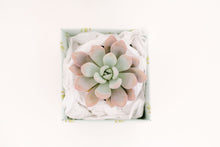 Single Succulent GiftBox (4in)