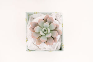 Single Succulent GiftBox (4in)