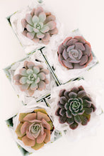 Single Succulent GiftBox (4in)