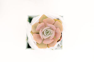 Single Succulent GiftBox (4in)