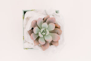 Single Succulent GiftBox (4in)