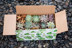 Classic Succulent Gift Box