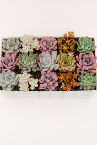 Classic Succulent Gift Box